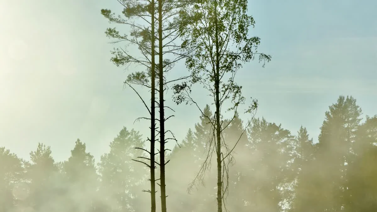 Hohe Bäume in Morgennebel mit durchbrechendem Sonnenlicht
