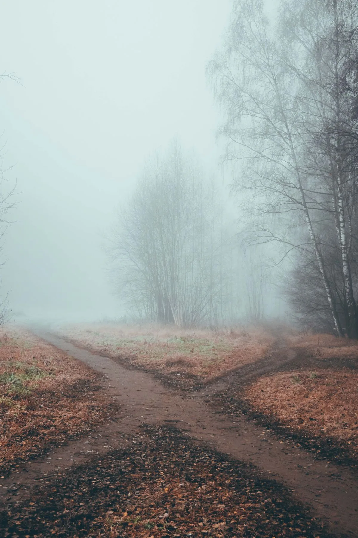 Gegabelter Waldweg im Nebel, der sich in zwei Richtungen teilt