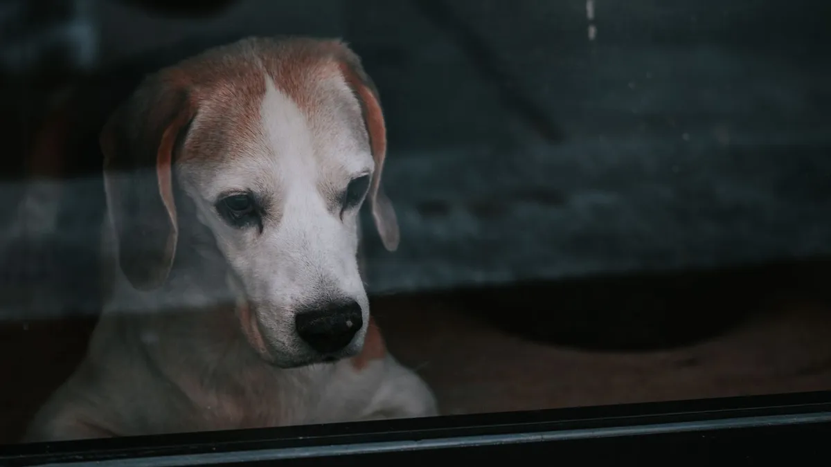 Beagle schaut traurig durch eine Fensterscheibe