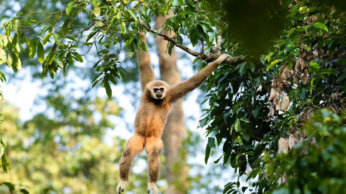 Gibbon schwingt im Blätterdach und hält sich mit beiden Armen an zwei verschiedenen Ästen fest