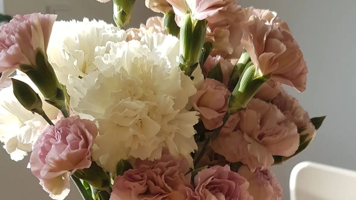 Rosa und weiße Nelken in Nahaufnahme, im warmen Sonnenlicht