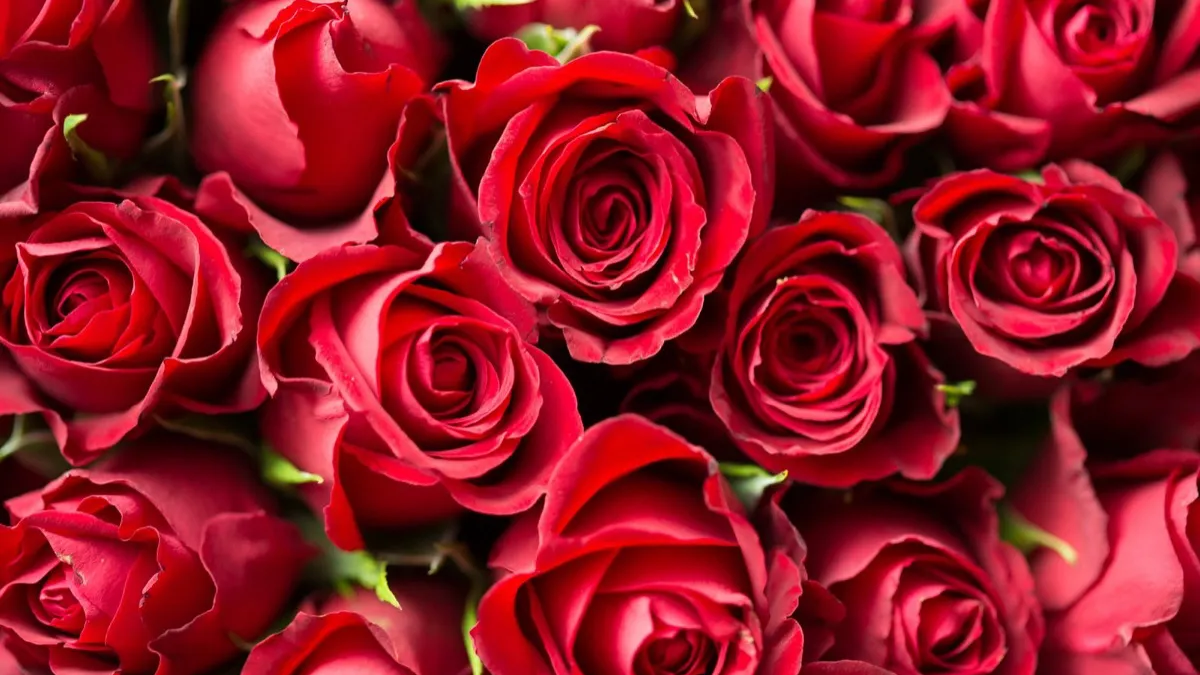 Nahaufnahme vieler tiefroter Rosenblüten, die den ganzen Bildausschnitt füllen
