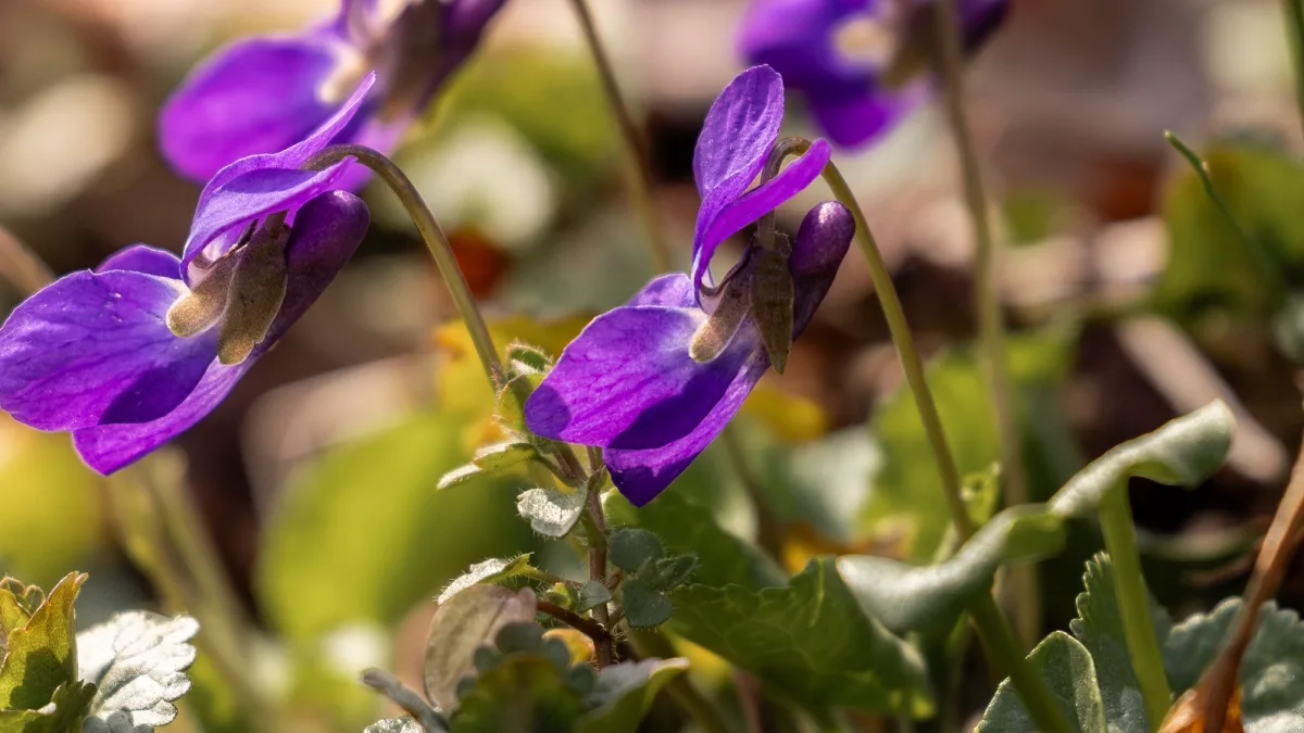 Blühende violette Veilchen im Frühling