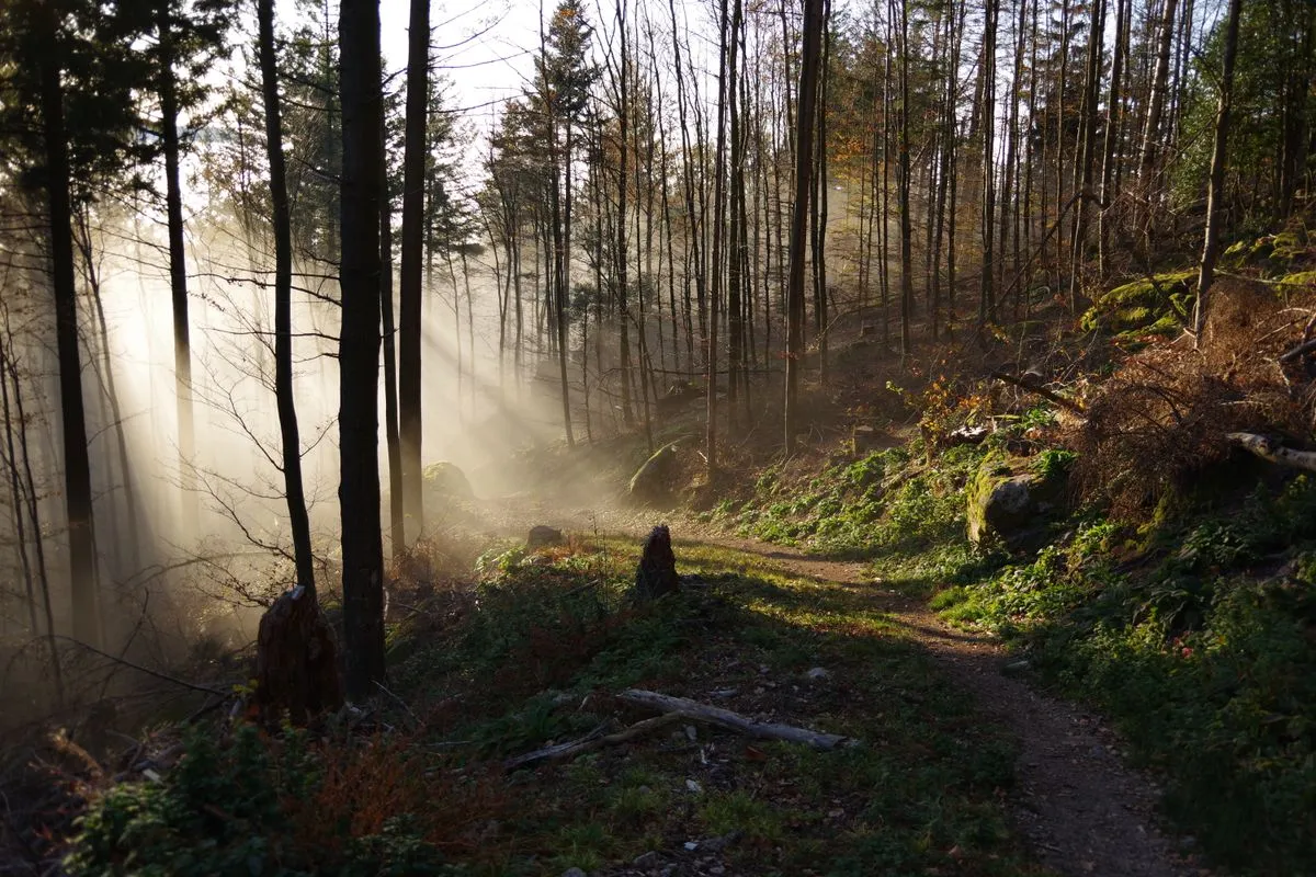 Sonnenstrahlen fallen durch Nebel auf einen Waldpfad zwischen hohen Bäumen